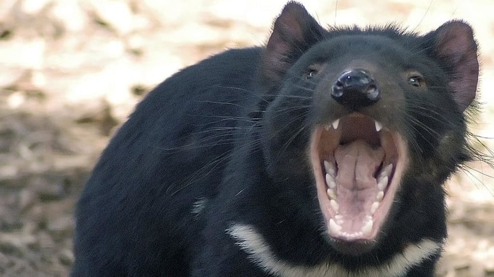 ďábel medvědovitý - vačnatý dravec vyhubený v Austrálii a ohrožený na Novém Zélandu